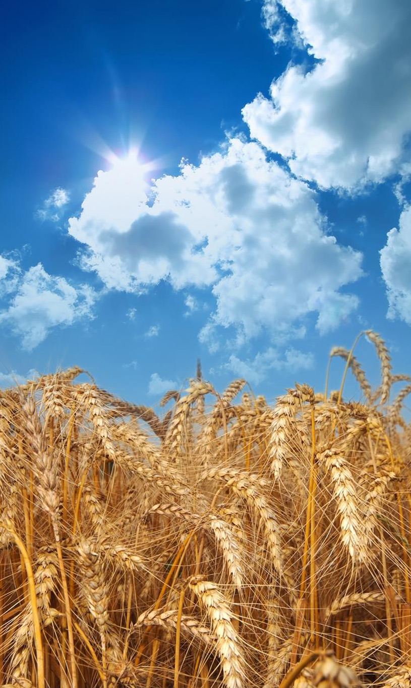 Weizenfeld mit strahlend blauen Himmel